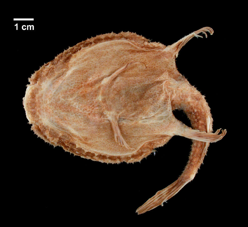 Image of Dibranchus spinosus (Garman 1899)