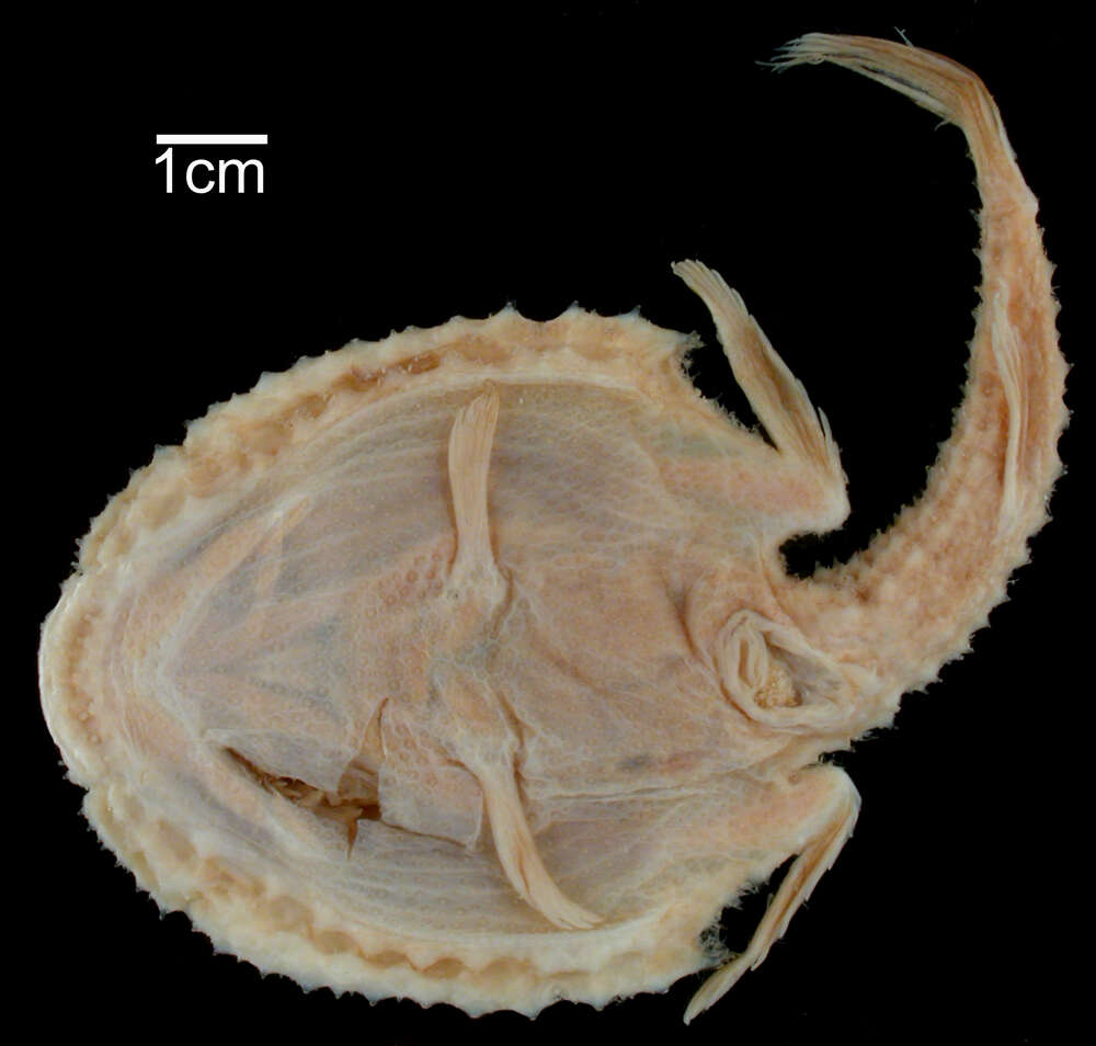 Image of Dibranchus erinaceus (Garman 1899)