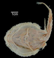 Image of Dibranchus hystrix Garman 1899