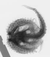 Image of Halieutopsis tumifrons Garman 1899