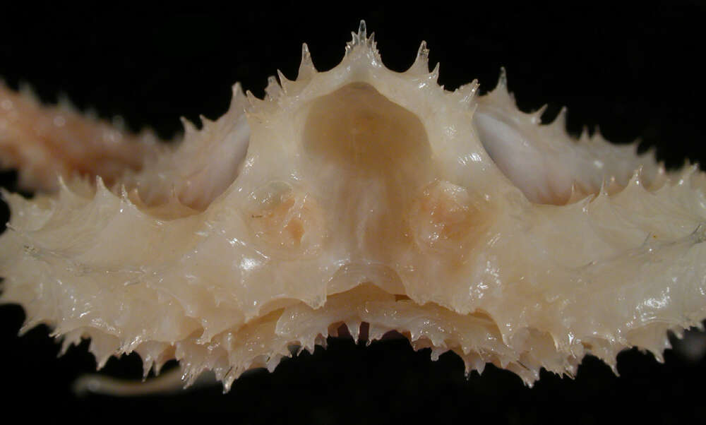 Image of Halieutopsis tumifrons Garman 1899