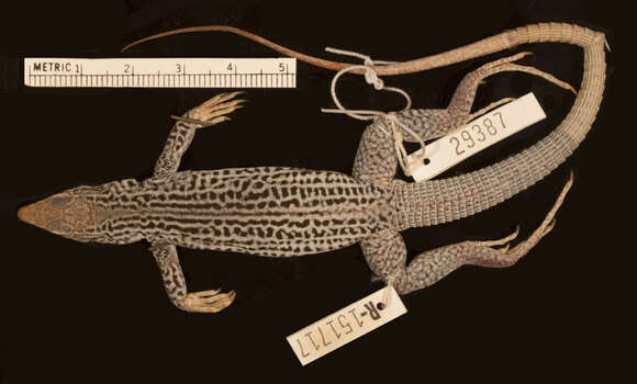 Image of Gray Checkered Whiptail