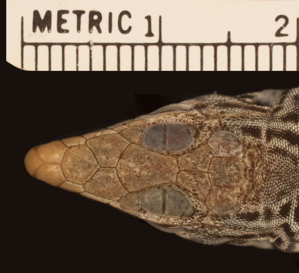 Image of Gray Checkered Whiptail