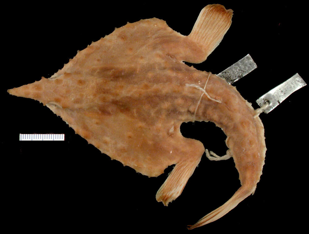 Image of Cocos Batfish