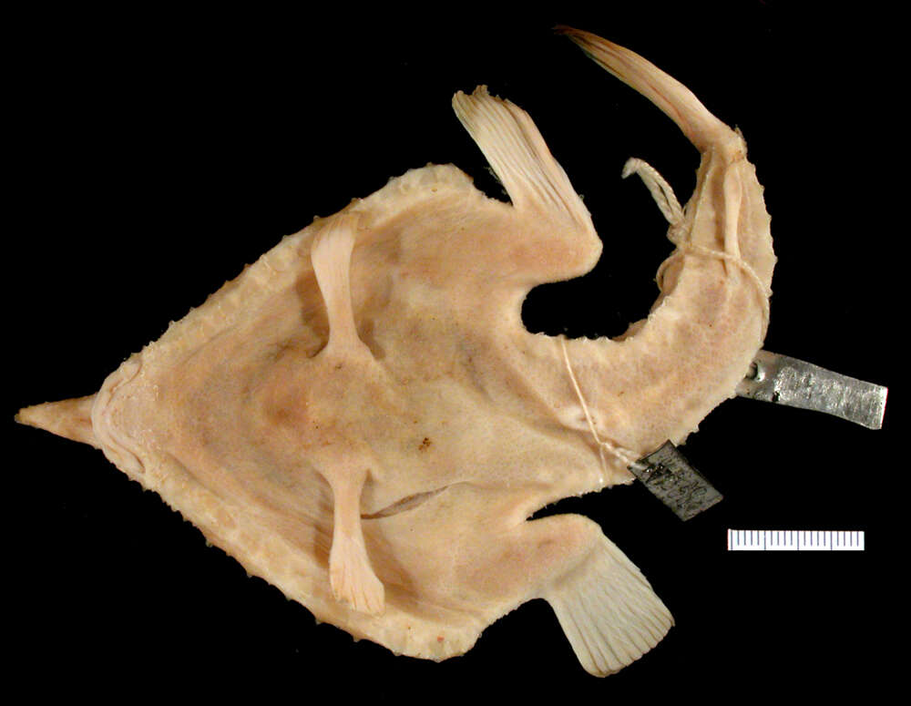 Image of Cocos Batfish