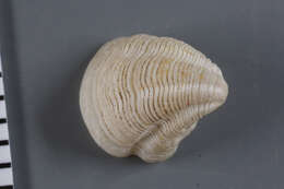 Image of Pleurolucina leucocyma (Dall 1886)