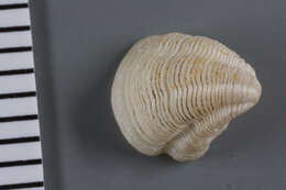 Image of Pleurolucina leucocyma (Dall 1886)