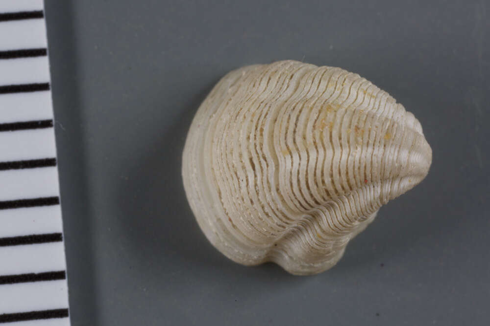 Image of Pleurolucina leucocyma (Dall 1886)