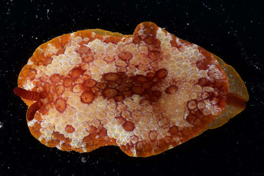 Image of Pleurobranchus Cuvier 1804