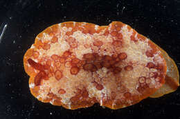 Image of Pleurobranchus Cuvier 1804