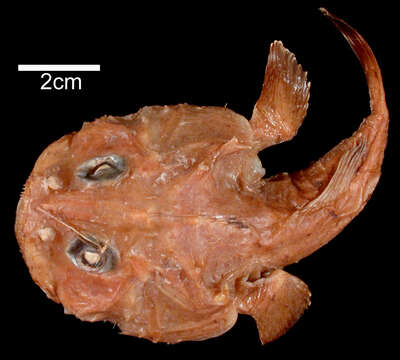 Image of Pacific goosefish