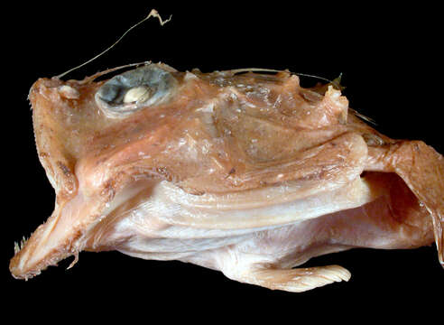 Image of Pacific goosefish