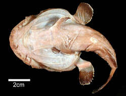 Image of Pacific goosefish