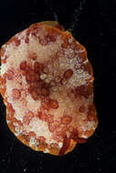 Image of Pleurobranchus Cuvier 1804