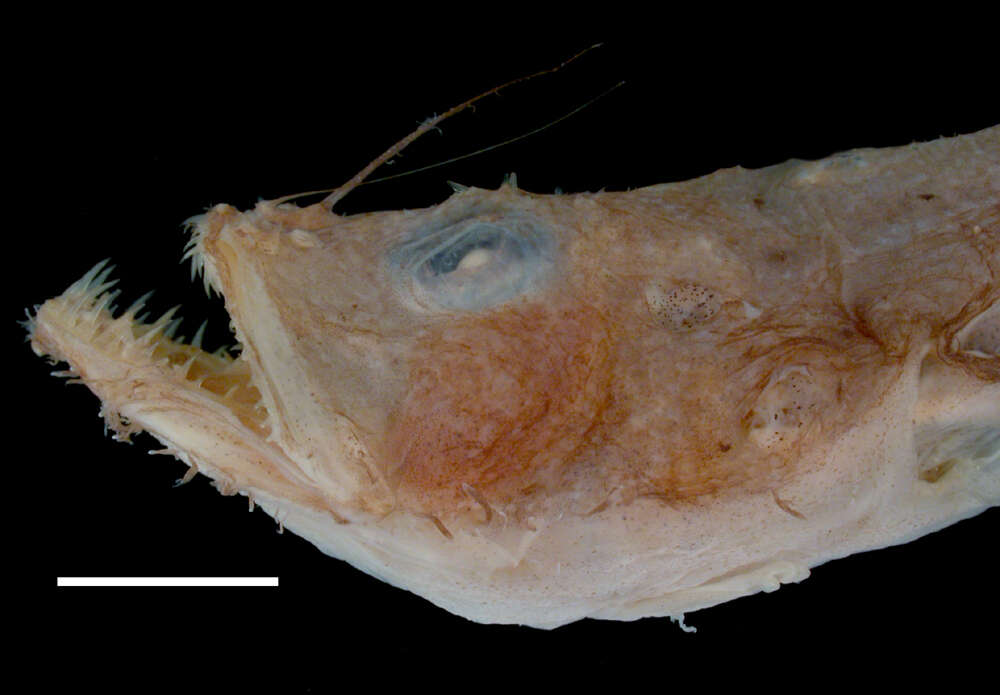 Image of Threadfin angler