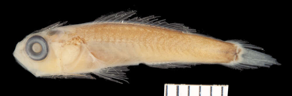 Image of slopefishes
