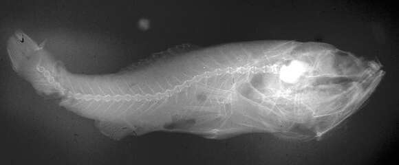 Image de Scopeloberyx maxillaris (Garman 1899)