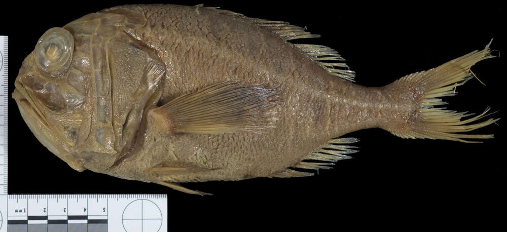 Image of Eastern Pacific roughy