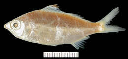 Image of Mojarra