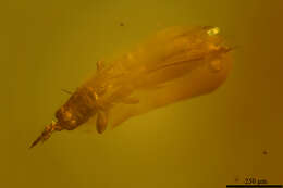 Image of thrips