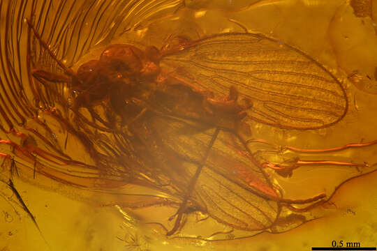 Image of moth flies and sand flies