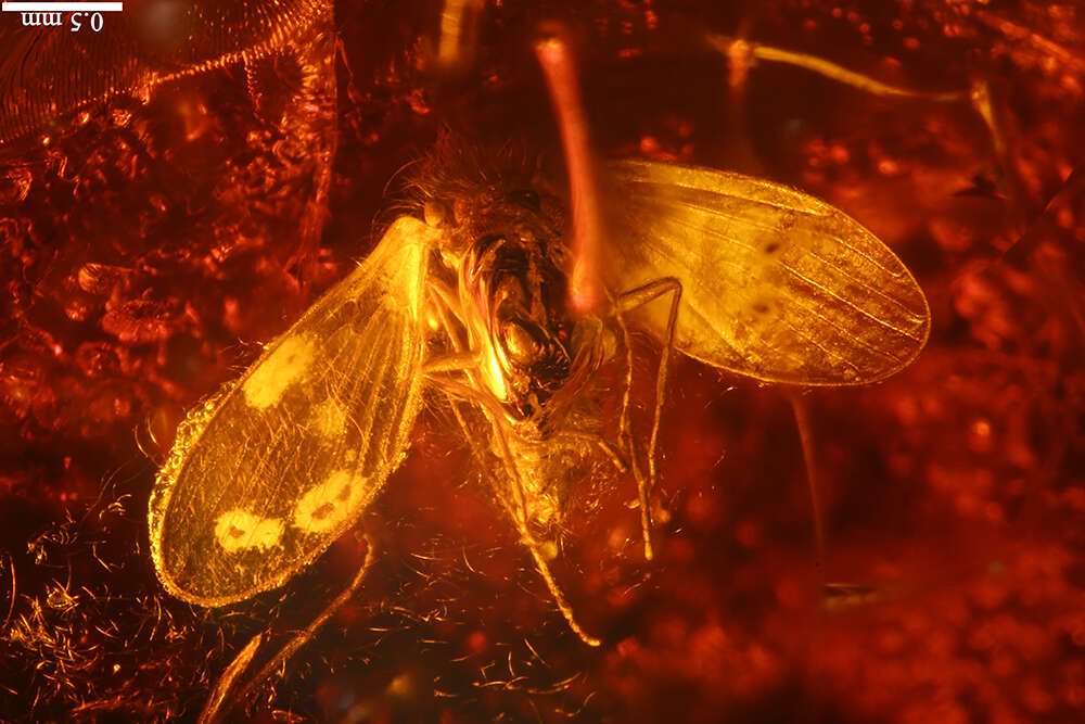 Image of moth flies and sand flies