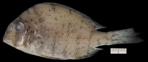 Image of Grass porgy