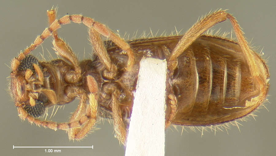 Image of Cymatodera delicatula Fall 1906