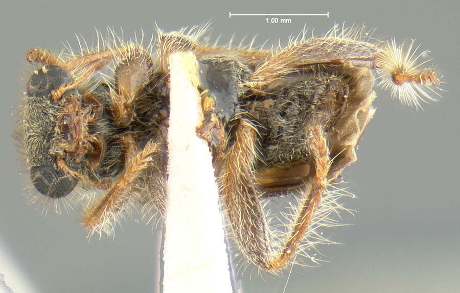Image of Phyllobaenus cribripennis (Fall 1906)