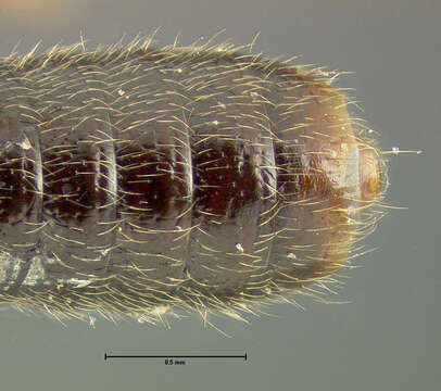 Image of Bledius (Hesperophilus) dissimilis Erichson 1840