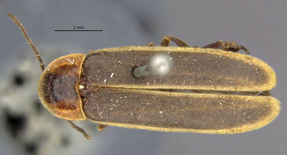 Sivun Photinus obscurellus Le Conte 1851 kuva