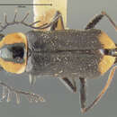 Image of <i>Malachius bakeri</i> Fall