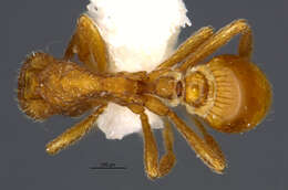 Image of <i>Strumigenys arizonica</i>