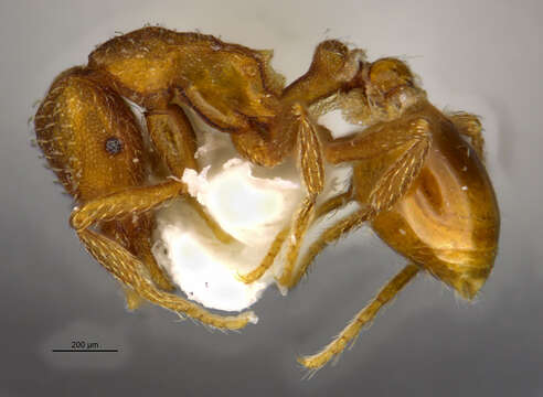 Image of <i>Strumigenys arizonica</i>