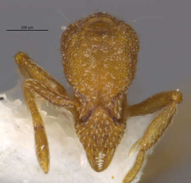 Image of <i>Strumigenys arizonica</i>