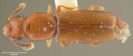 Image of Europs flavidus Bousquet 2003