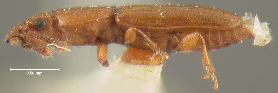 Image of Europs flavidus Bousquet 2003