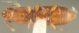 Image of Europs flavidus Bousquet 2003