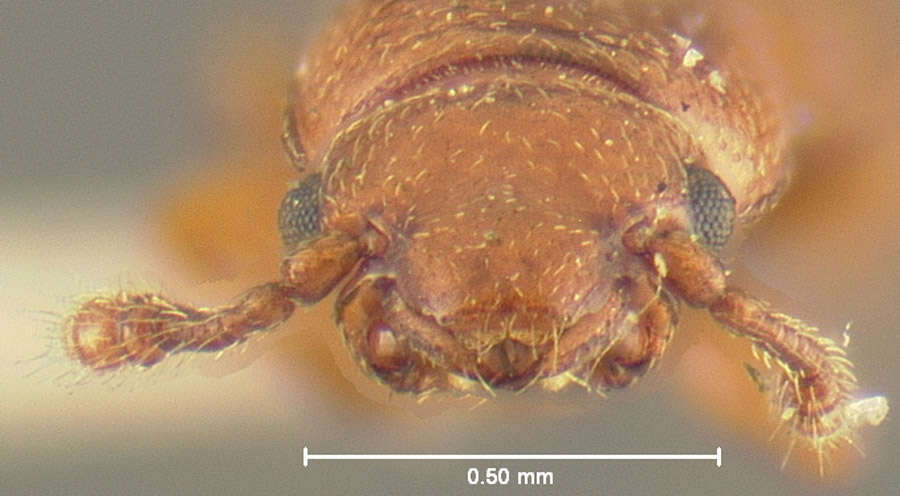 Image of Europs flavidus Bousquet 2003