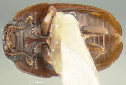 Image of Cryptarcha strigatula Parsons 1938