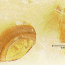 Image of Epuraea lengi Parsons 1969