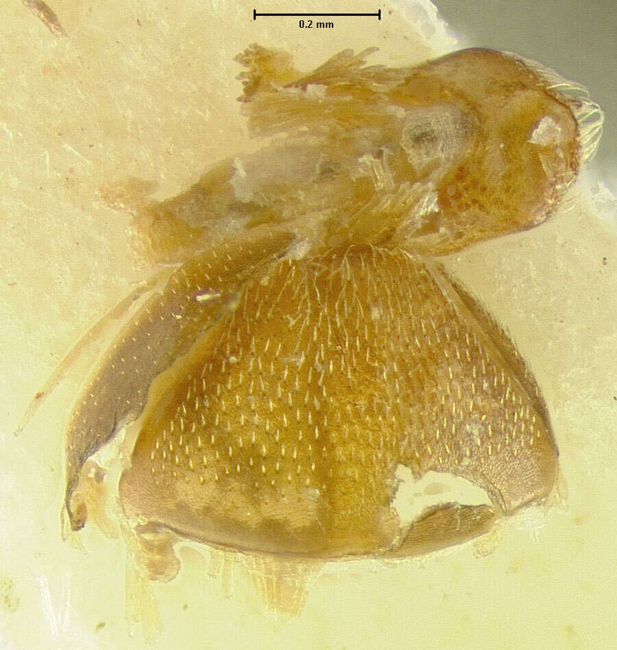 Image of Epuraea eximia Parsons 1969
