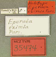 Image of Epuraea eximia Parsons 1969