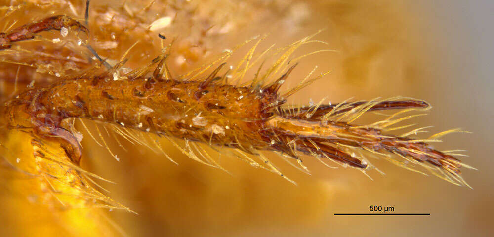 Image de Parochodaeus duplex (Le Conte 1868)