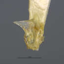 Image of Acanthoscelides schrankiae (Horn 1873)