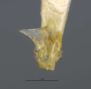 Image of Acanthoscelides schrankiae (Horn 1873)