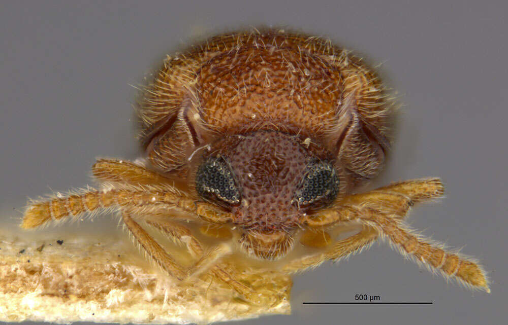 Image of Zonantes subfasciatus (Le Conte 1875)