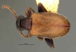 Image of Aderus brunnipennis (Le Conte 1875)