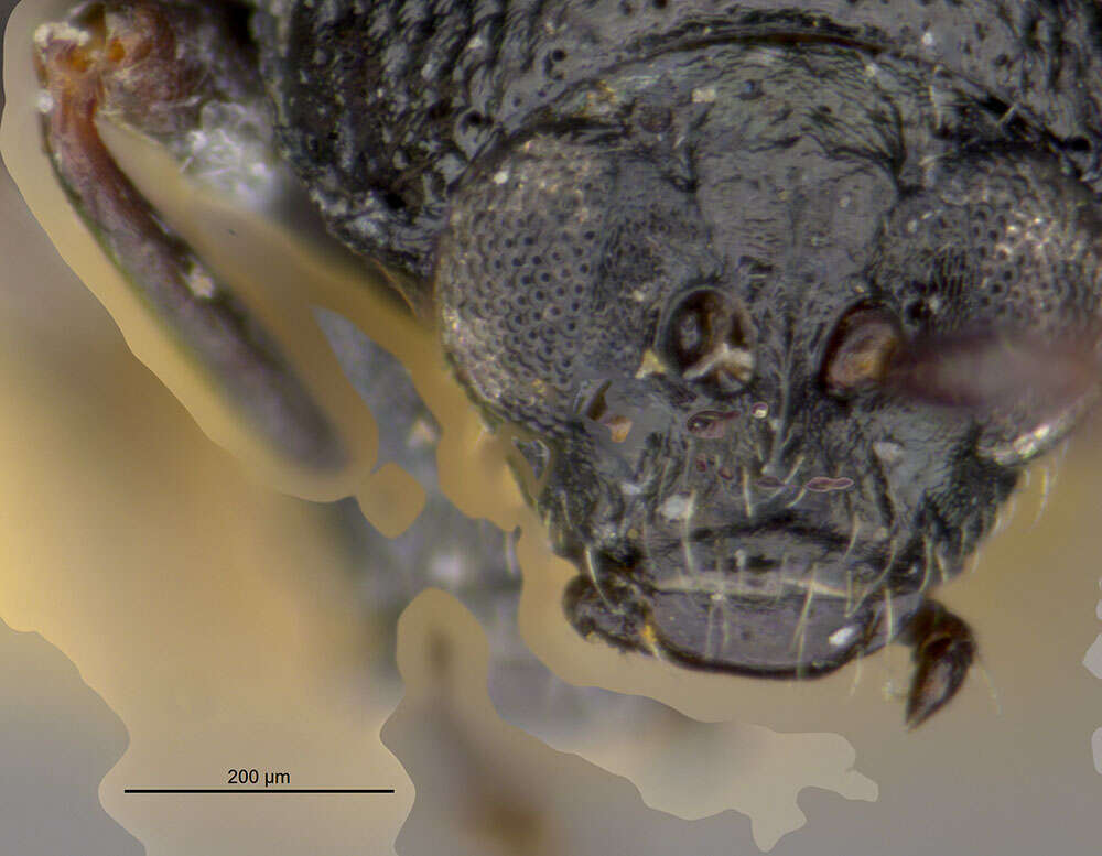 Image of Phyllotreta decipiens Horn 1889