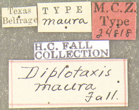 Image of Diplotaxis maura Fall 1909